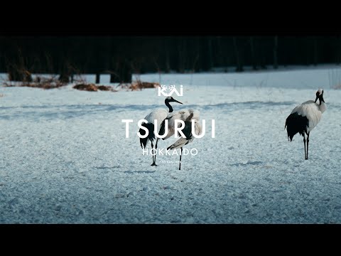 #6 TSURUI / 北海道鶴居村観光PR動画 / タンチョウ / 鶴