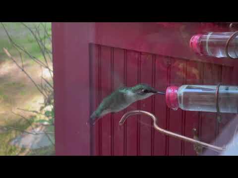 Sandra & Marion's Hummingbirds - Enjoy 4 Minutes of Happiness with Music - Filmed May 27, 2021