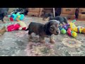 Miniature Dachshund dogs for sale: Hank - Video 1