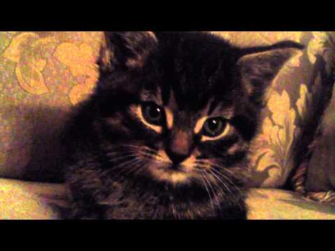 Red Hot Chili Peppers - Feat. cute little kittens
