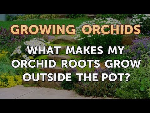 What Makes My Orchid Roots Grow Outside the Pot?
