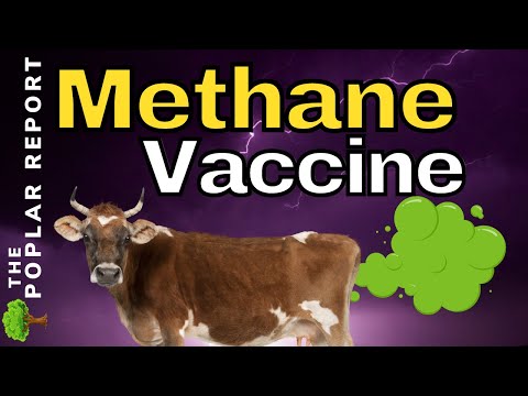 Poisoning Beef To “Save” The Planet & Food Shortage Updates! The Methane Vaccine! - Poplar Report