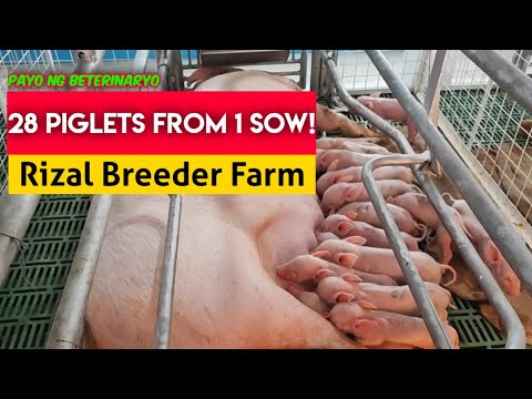 28 na Biik ang Ipinanganak ng Isang Inahing Baboy!