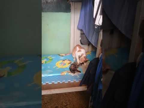 my two little catty 🐈🐈🐈#Santino #lulwa