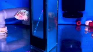 Kamfa VIP f2 1 ngón trên 2 củ khoai Sđt Zalo 0938882816