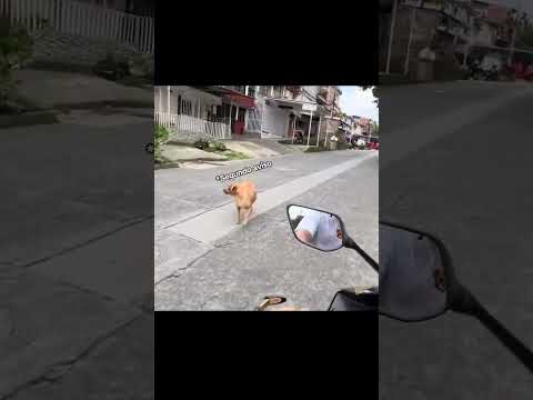 El barrio está bien cuidado (resubido por si no lo vieron) #bike #rider #perros #aventura #parati