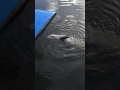 A Dolphin says Good Bye
