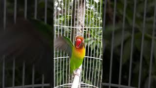 Download lagu lovebird memanggil mp3