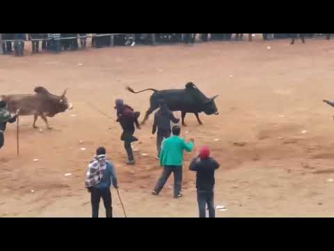 jarah umthli vs Khnai(31,1,2022)wahstew