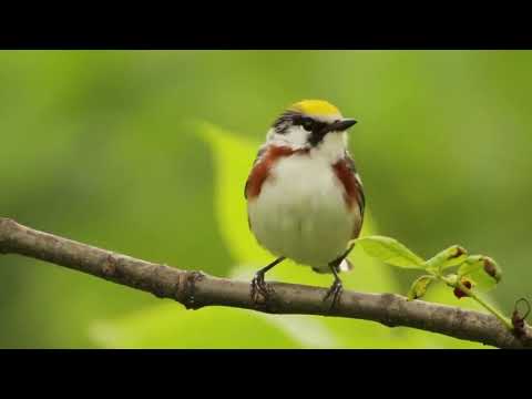 Horárik hnedoboký (Setophaga pensylvanica) — správanie, biotop a hlas