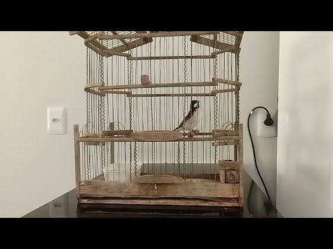 Meu Bigodinho Cantando na gaiola dentro de casa