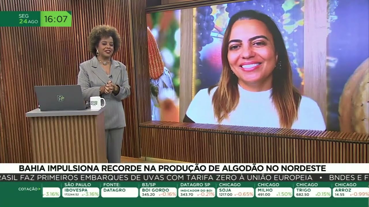 Bahia impulsiona recorde na produção de algodão no nordeste