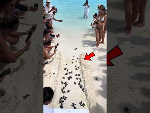 Never Help Baby Sea Turtle ❌️