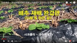 [김장배추]