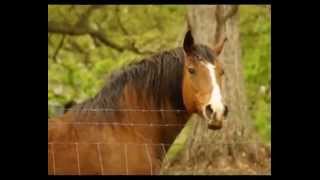 Tracy Chapman - At this point in my life