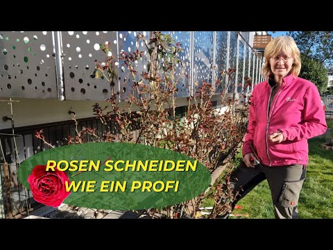 5 secret tips for pruning your roses