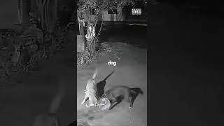 Never Doubt a Pitbull’s Loyalty!