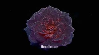 Back again - Flor (lyric/letra)