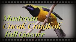 Download lagu Masteran Cucak Cungkok Full Nembak Mbeset Kasar... mp3