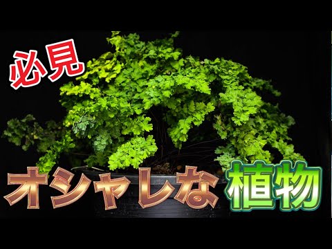アジアンタムについて詳しく解説