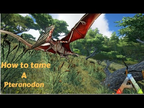 ARK Survival Evolved PS4 - How to Tame a Pteranodon