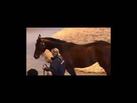 TBA Stallion Parade 2016-COACH HOUSE standing at Bhutta Stud