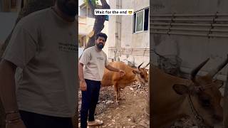 Download lagu My Cow Features 🤣 wait for the end 😜😂 #vivekjadoo #deepikavivek #vivekjadoodeepika mp3 Download lagu My Cow Features 🤣 wait for the end 😜😂 #vivekjadoo #deepikavivek #vivekjadoodeepika mp3