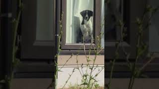 北海道　余市　庭　犬との暮らし