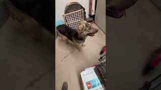 Video preview image #1 Plott Hound-Unknown Mix Puppy For Sale in Grafton, WI, USA