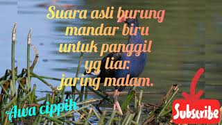 Download lagu suara burung mandar biru.asli.buat jaring malam... mp3 Download lagu suara burung mandar biru.asli.buat jaring malam... mp3