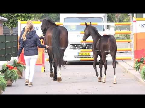 36 TOTILAS X FIDERTANZ