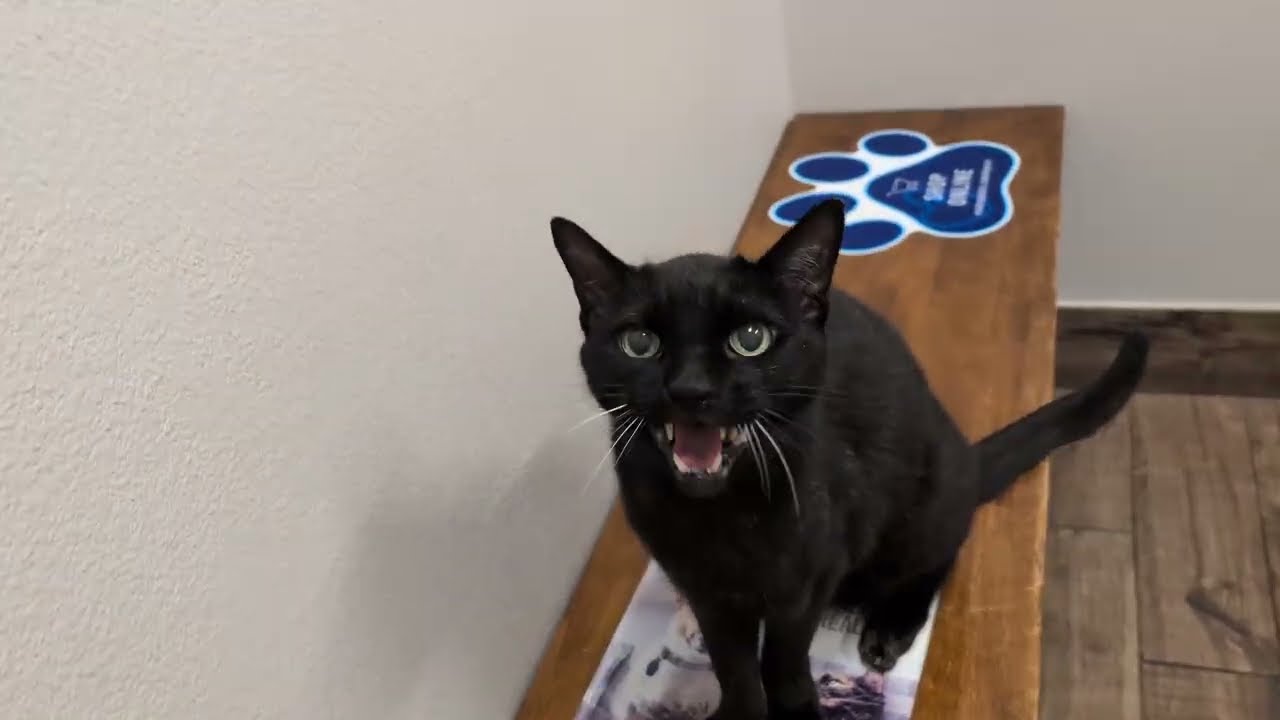 Mr. Clinton provides news coverage & political commentary