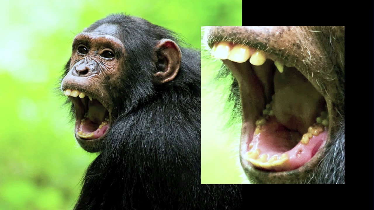 Wildscreen 2016: Ronan Donovan - Wild Social Science