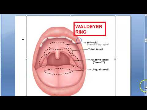 ENT Waldeyer Ring External structure importance internal external Tonsil Pharynx cervical lymph node