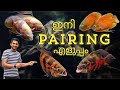 Oscar fish Malayalam || nature & co. #malayalam #fish #oscarfish #cichlid #myhaulstore #vetsafe