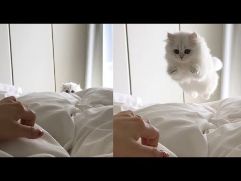 talon/Ziggs  master    ELO   mid   lane