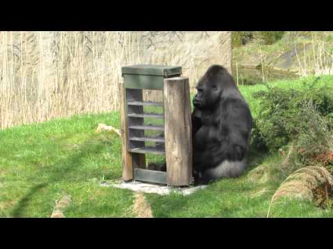 Gorilla Ivo am Futterautomat