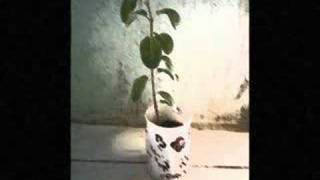 Spine Shank - Stovebolt