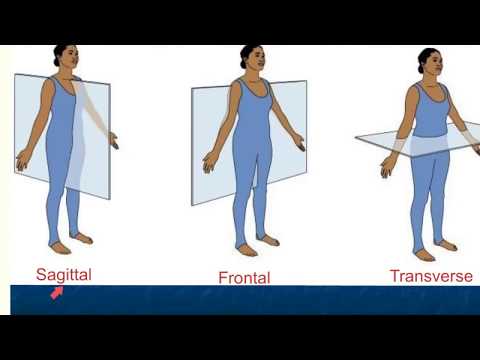 anatomical position and directional terms