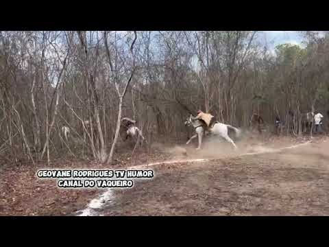 Parte 2 Pega de Boi no Mato Parque Santa Luzia Batalha Pi 