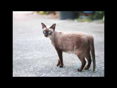 Care for Cats - Fatty Skin Tumors in Cats - Cat Tips