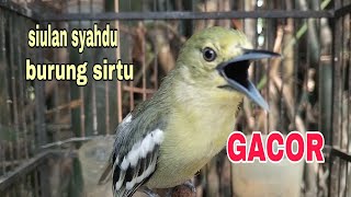 Download lagu SUARA SIULAN BURUNG SIRTU GACOR PAS BUAT PANCINGAN BURUNG SIRTU BAHAN mp3