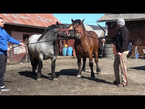 Caii lui Simion de la Dumitra, Bistrita Nasaud - 2020 Nou!!!