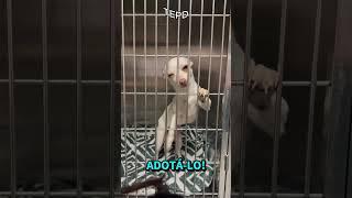 Você adotaria? 🥺♥