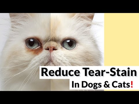 7 Tips To Reduce Tear-Stain Incidence In Dogs & Cats!