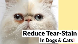 7 Tips To Reduce Tear-Stain Incidence In Dogs & Cats!