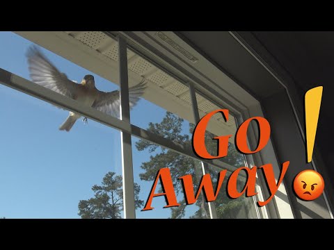 YouTube video about: How to stop birds from pooping on my window sill?