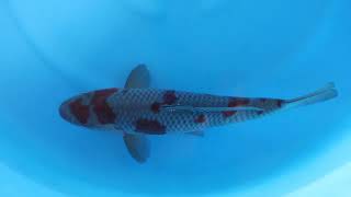 video van Oshiba Shigure 2503010