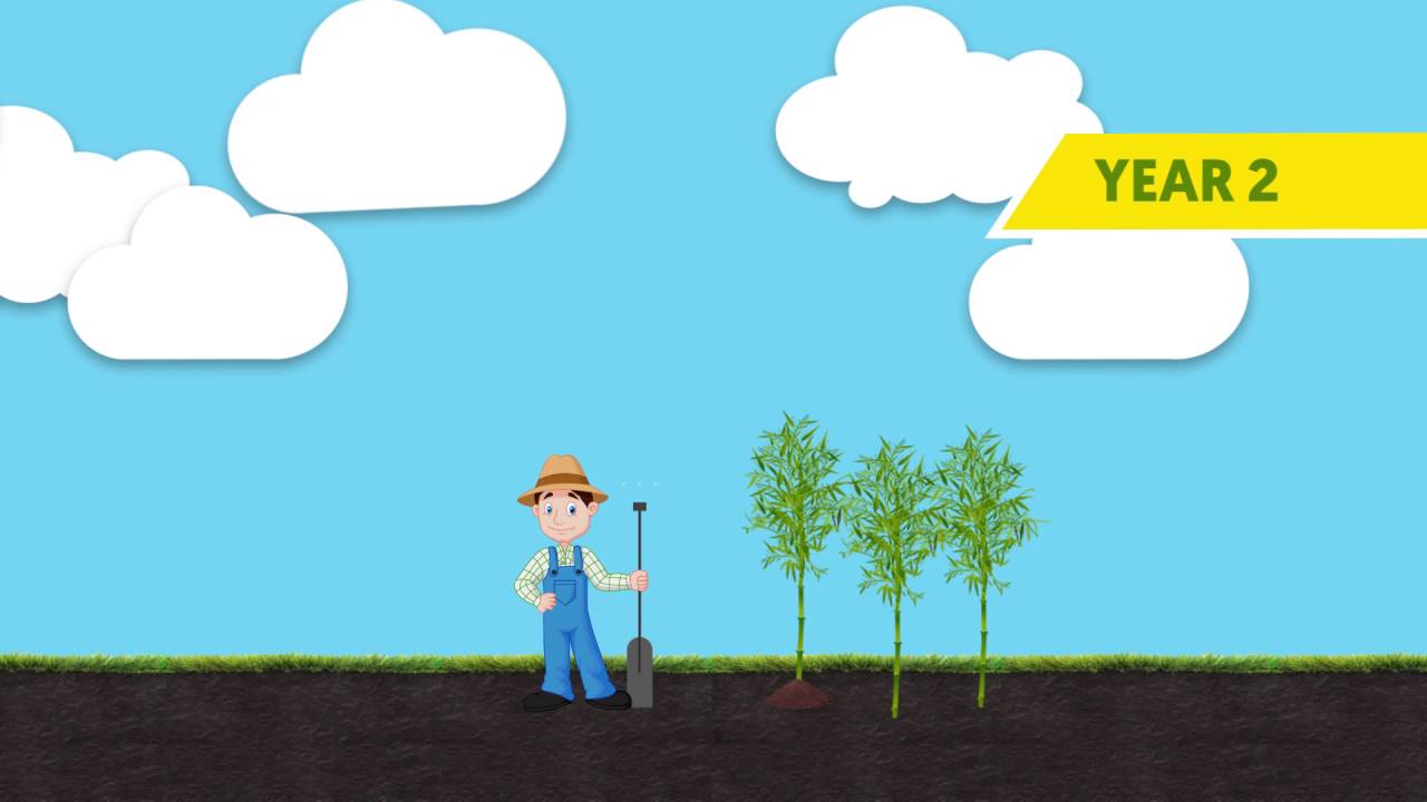 What is the life cycle of bamboo? More REF