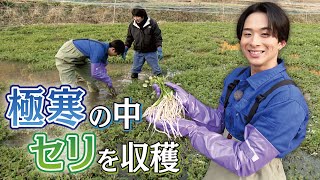 【澤夏、超過酷ロケに挑む！】凍った池でセリを収穫！！